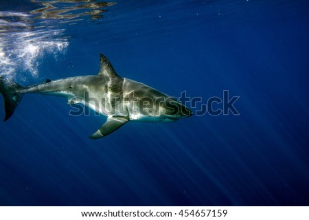 Great White shark while coming to attack you on deep blue ocean background