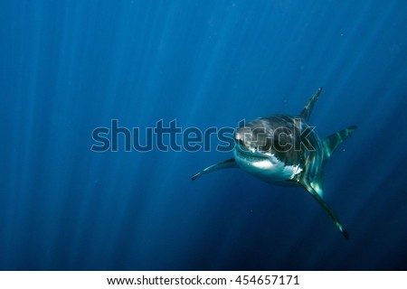 Great White shark while coming to attack you on deep blue ocean background