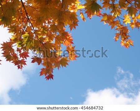 Autumn leaves, red and yellow against blue sky and cloud background