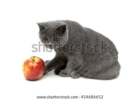 Kitten and apple isolated on a white background. Horizontal photo.