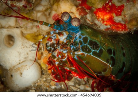 Peacock Mantis Shrimp. The most beautiful strong shrimp. Macro shot, portrait of the fish.