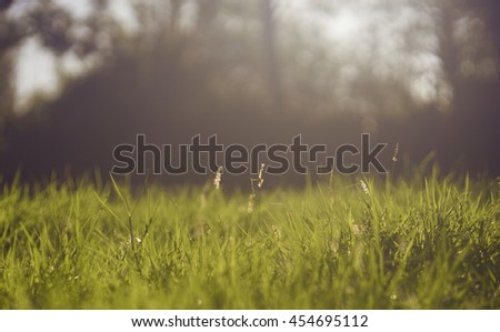 close up green grass Beautiful nature background,selective focus ,blurred background, sunlight from natural,filtered image