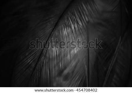 blur feather dark black background
