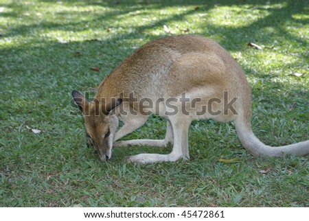Kangaroo in  Zoo (Australian Zoo, Queensland, Australia)