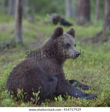The Cub of wild brown bear (Ursus arctos) in a summer forest.