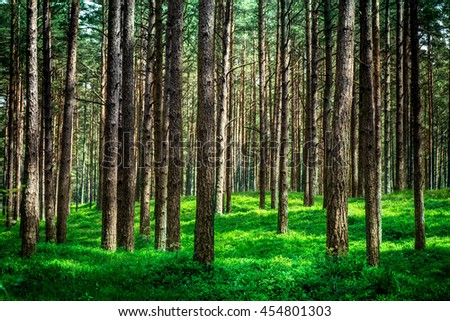 Shot of a pine forest and a thick layer of a moss. The photo taken in a forest near the Baltic sea.