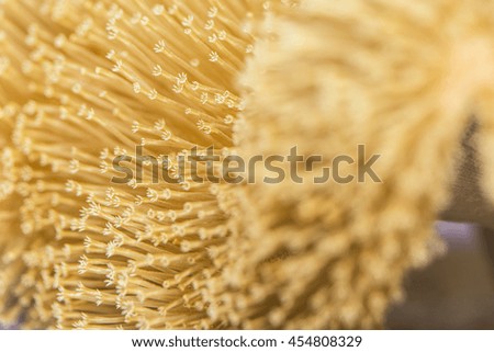 Close up view of Toadstool Mushroom Leather Coral