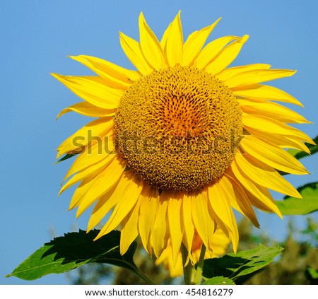 Sunflower background against blue sky.
