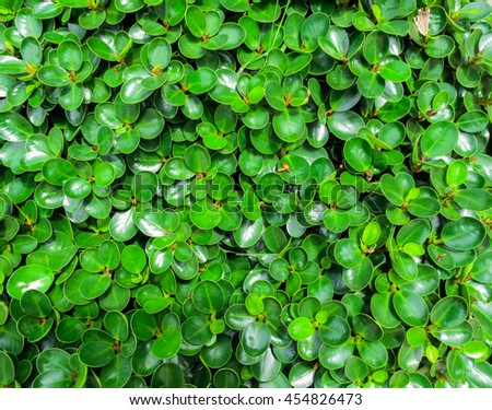 many green oval leaf plant for background nature