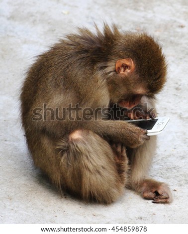 Monkey and the phone. The picture shows a monkey playing with a phone.