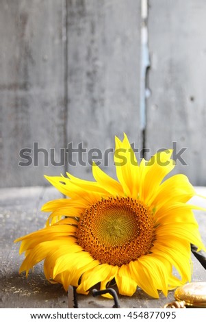 sunflower - flower background