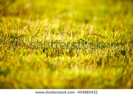 abstract natural background green bokeh blur