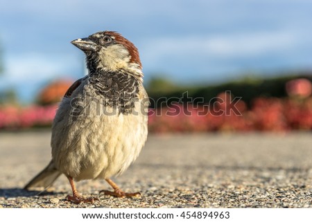 Posing sparrow illustration reference picture