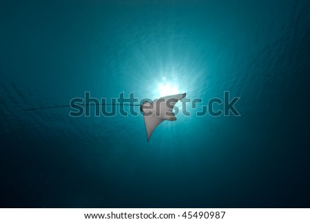 Below view of a Spotted eagle ray (Aetobatis narinari) and sun. Red Sea, Egypt.