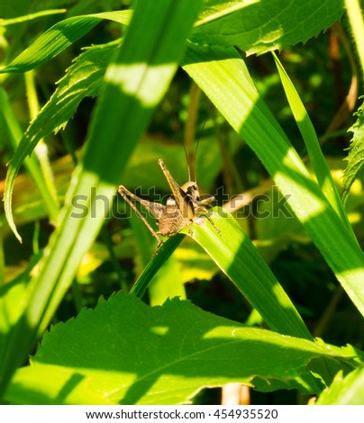 Nematocera grasshopper in green grass on a sunny summer day. selective focus