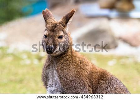 Red-necked wallaby (Bennets kangaroo) upper body closeup