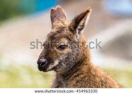 Red-necked wallaby (Bennets kangaroo) portrait