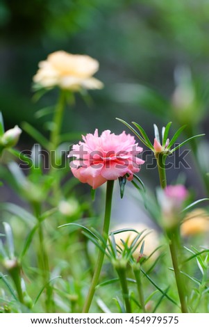 Common Purslane, Verdolaga, Pigweed, Little Hogweed or Pusley flower, pink flower wiith blurred lights and bokeh