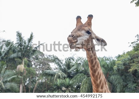 A giraffe in Sao Paulo zoo, Brazil