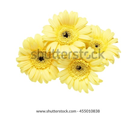Bouquet of Transvaal daisy