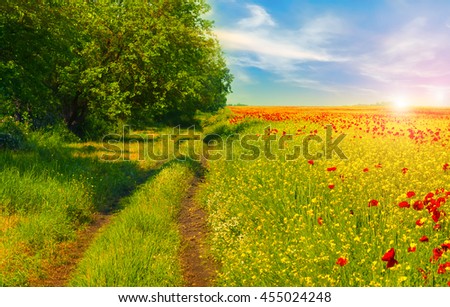 Red poppies on a rapeseed field on a background of beautiful sunrise.Ground road runs along blooming field.