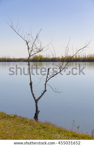 A tree of The Delta del Ebro