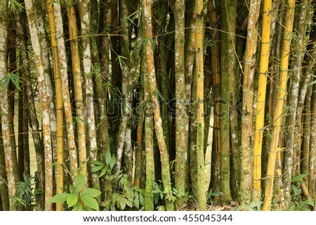 Reeds bamboo