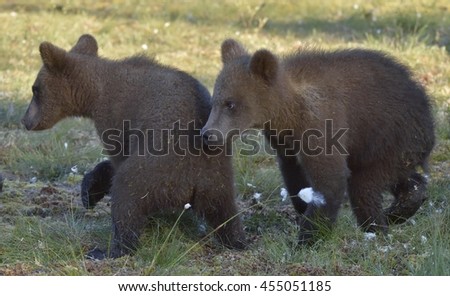 The cubs of  wild brown bear (Ursus arctos) in a summer meadow. Natural green background.