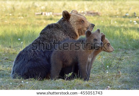 She-bear and bear-cubs. Adult female of Brown Bear (Ursus arctos) with cubs on the swamp  in summer forest. 
