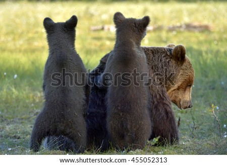 Bear cubs hide for a she-bear. She-bear and bear-cubs. Adult female of Brown Bear (Ursus arctos) with cubs on the swamp  in summer forest. 
