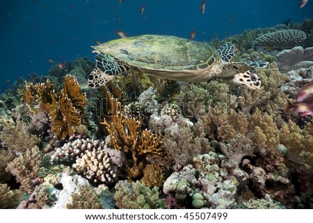 hawksbill turtle, coral and ocean