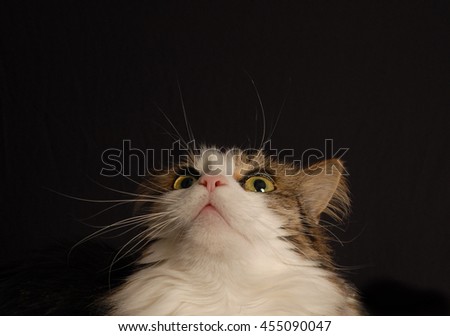 Maine Coon Cat head shot looking up isolated on black background
