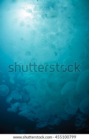 Water Jelly and Sunlgiht