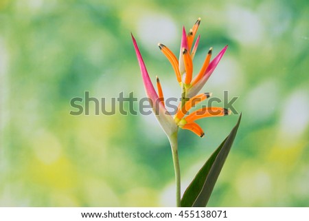 Bird of paradise flowers . Strelitzia reginae Banks ex Dryand