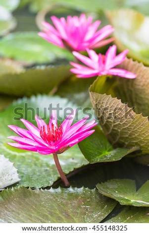 The picture of a water plant named Lotus, the lotus in the picture grows on a farm with pink flowers and large leaves.