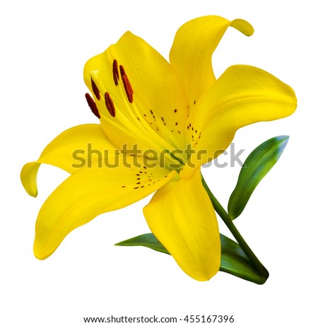 yellow lily flower isolated on white background