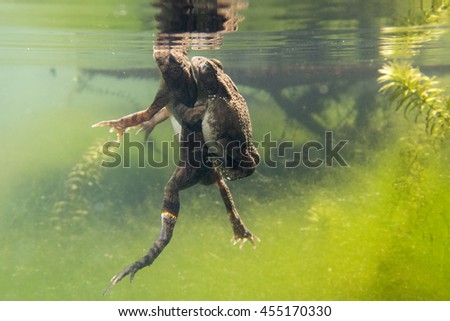 Guttural toads (Amietophrynus gutturalis), mating whilst floating in a weedy pond in Mauritius.
