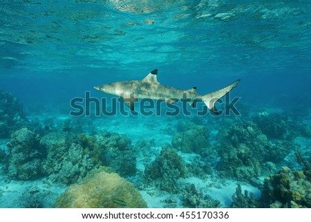 A blacktip reef shark, Carcharhinus melanopterus, underwater in the lagoon, Pacific ocean, French Polynesia