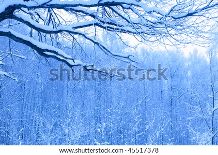 beautiful blue morning in snow wood