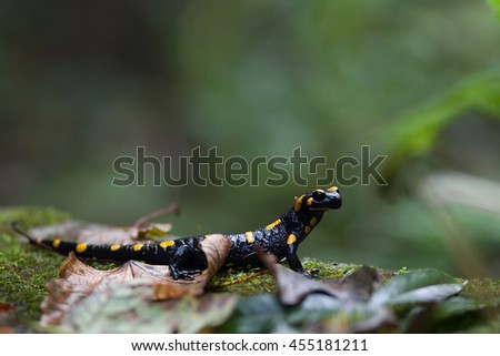 Black and yellow amphibian