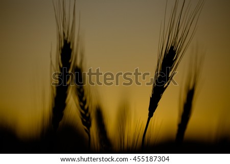 Lowkey sunset silhouette of barley field