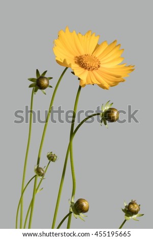 yellow and orange flowers, inflorescence buttercups on a thin stem, bouquet of flowers and buds.