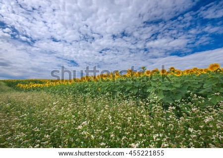 Ukrainian agricultural landscape with blossoming buckwheat and sunflower fields. Buckwheat and sunflower blossom field with blue sky and clouds. Agricultural background.