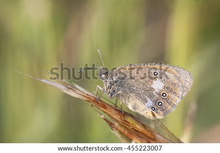 Closeup of a brown wet butterfly on a plant straw
