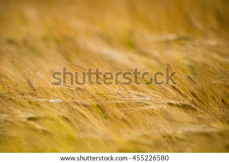 Yellow wheat field close up macro photograph with abstract texture