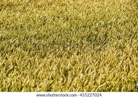 Yellow wheat field close up macro photograph with abstract texture