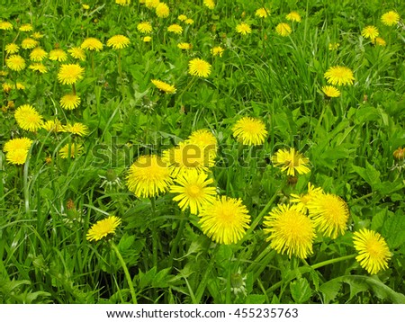 Field of dandelions on meadow.