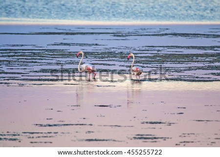 Greater Flamingo. Sunset water background.