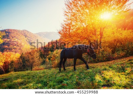 Black horse in mountains. Fantastic sunset and fog in the distance. Carpathians. Ukraine, Europe

