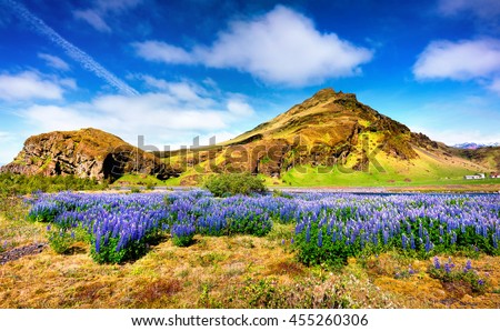 Typical Icelandic landscape with field of blooming lupine flowers in the June. Sunny morning in the south coast of Iceland, Skogafoss waterfall location, Euriope. Artistic style post processed photo.